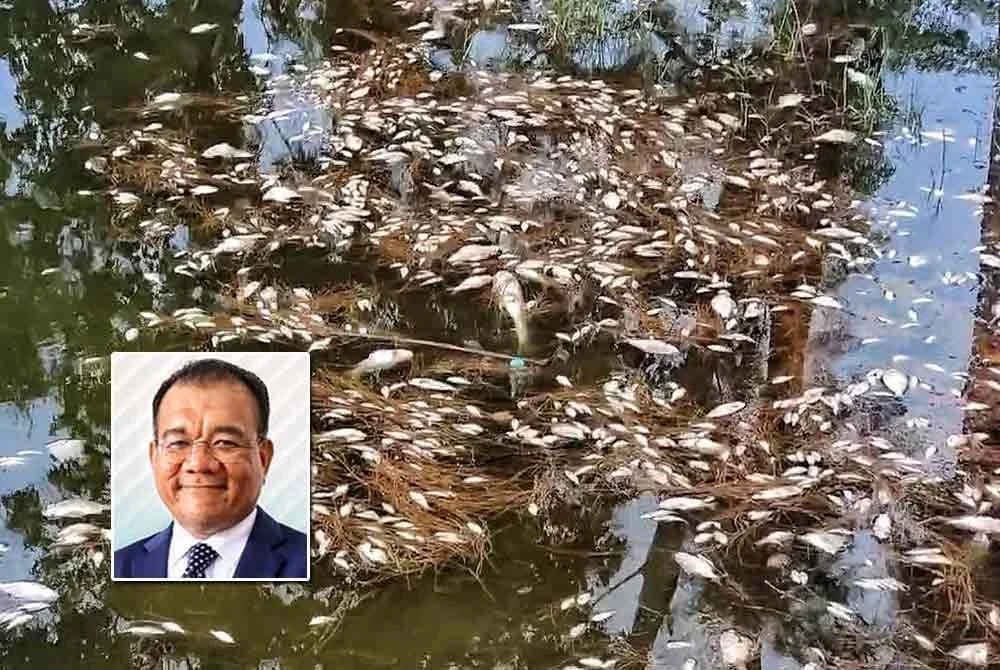 Ikan mati di Tasik Taman Gelora, Kuantan dipercayai akibat fenomena air pasang besar yang menyebabkan air laut masuk ke dalam tasik. Foto kecil: Zaliza