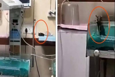 Klip yang tular menunjukkan keberadaan tikus berkenaan di hospital. Foto Agensi