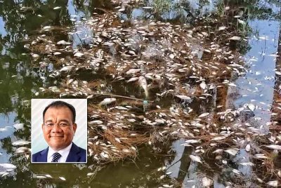 Ikan mati di Tasik Taman Gelora, Kuantan dipercayai akibat fenomena air pasang besar yang menyebabkan air laut masuk ke dalam tasik. Foto kecil: Zaliza