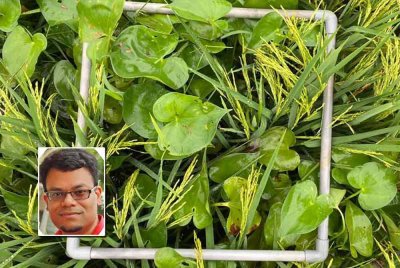 Keladi agas menjadi ancaman serius kepada pengeluaran padi negara. Foto kecil: Dilipkumar