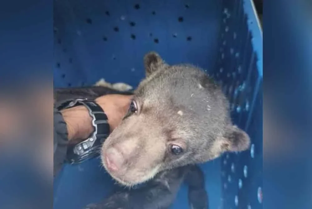 Seekor beruang matahari dirampas susulan penahanan sebuah kereta yang dipandu lelaki tempatan di pinggiran hutan berhampiran Bandar Seri Alam, Johor Bahru pada Rabu. FOTO: PSP