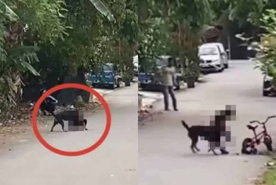 Seorang kanak-kanak lelaki cedera digigit seekor anjing ketika sedang bermain basikal di jalan berhampiran rumahnya.