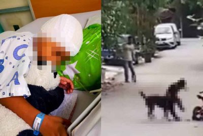 Anjing yang menyerang serta mencederakan seorang kanak-kanak lelaki dalam kejadian di sebuah taman perumahan di Batu 9 Cheras, Rabu lalu pernah beberapa kali mengejar penduduk taman berkenaan sebelum ini.