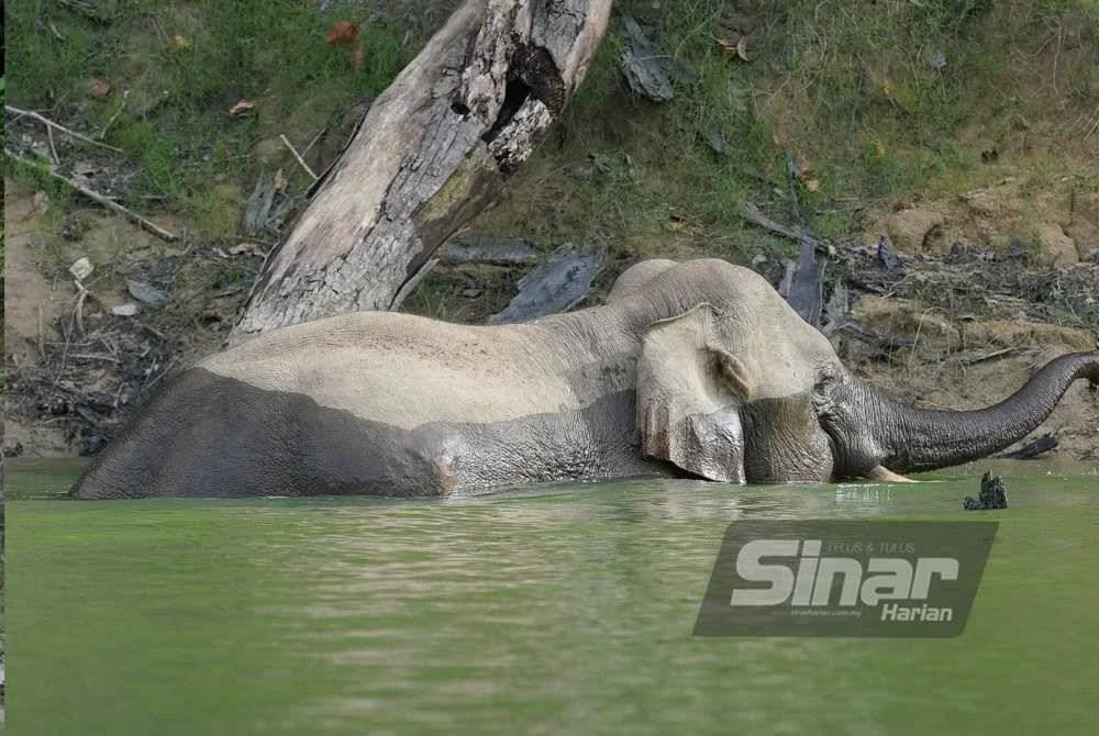 Lensa kamera media berjaya merakam gambar gajah liar mandi sungai.