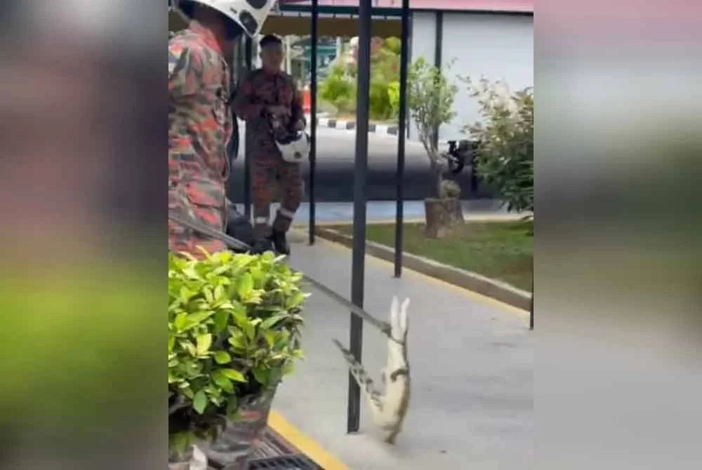 Anggota bomba berjaya menangkap seekor buaya berukuran empat kaki yang berada dalam kawasan SMK Dato’ Rahman Andak, Simpang Renggam pada Sabtu.