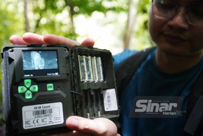 Afif Wafiy menunjukkan kelibat Harimau Malaya yang terakam dalam perangkap kamera WWF-Malaysia pada minggu lalu. FOTO: ROSLI TALIB