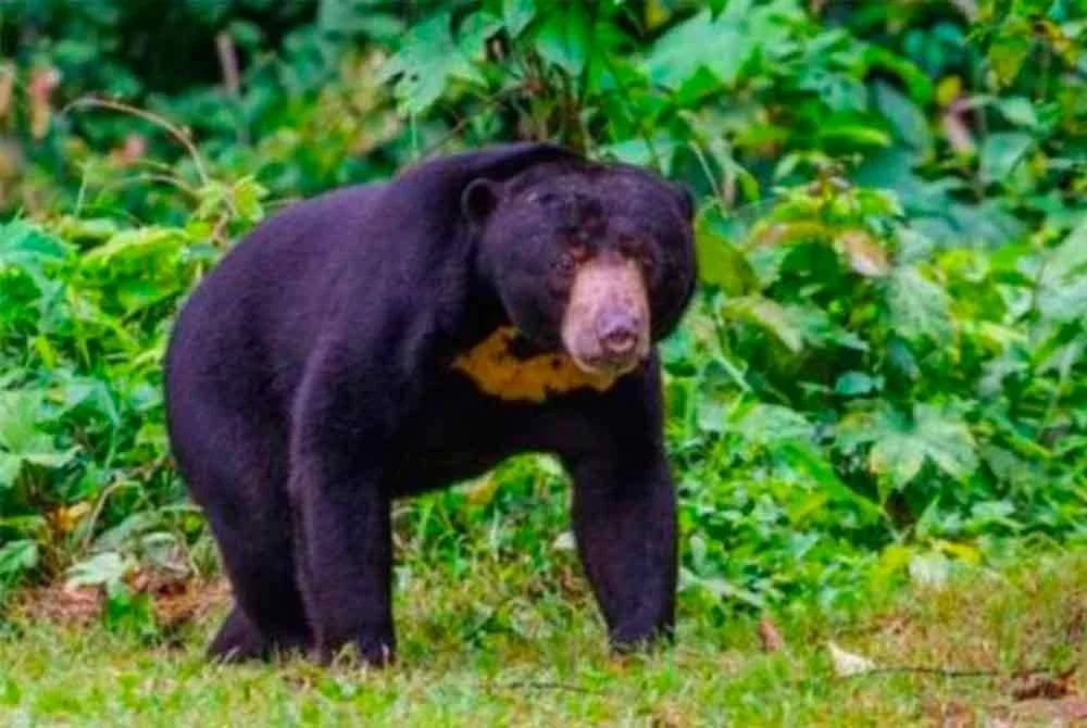 Lebih 3,000 penduduk tujuh kampung di Kampung Jerek bimbang keselamatan mereka selepas seekor beruang matahari dilihat berkeliaran sejak 25 Ogos lalu. Gambar hiasan