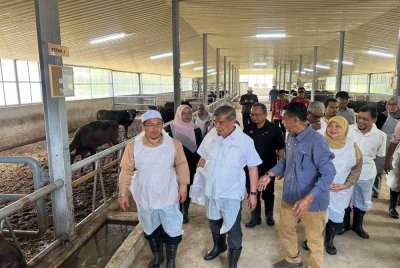Mohamad (depan, dua dari kiri) ketika melawat ke Kandang Ternakan Lembu Wagyu Kelfarm di Seribong, Kota Bharu pada Ahad.
FOTO SINAR HARIAN - ADILA SHARINNI WAHID