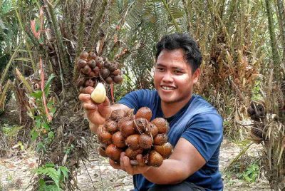 Huzaifah menunjukkan salak madu yang diusahakan di kebun miliknya di Felda Bukit Sagu Tiga, Kuantan. Foto: Sinar Harian