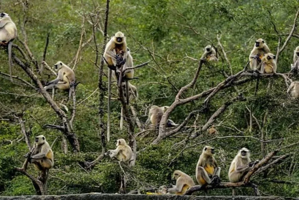 Kejadian bayi dilarikan monyet sudah menjadi perkara biasa di India. Foto Agensi