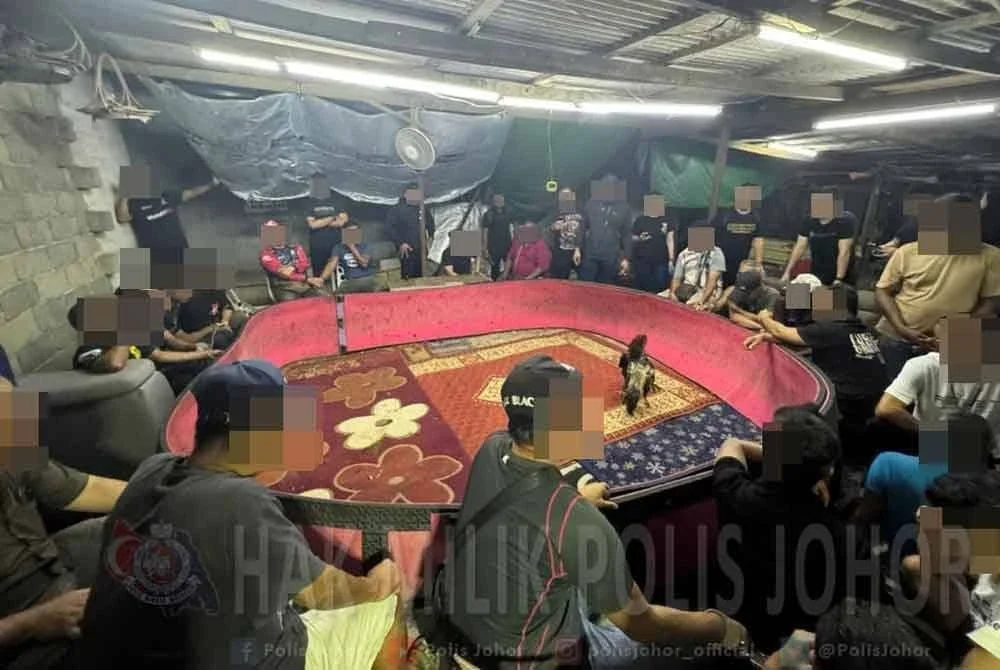 Seramai 43 individu ditahan selepas didapati melakukan aktiviti sabung ayam di lokasi berasingan sekitar Johor Bahru dan Kota Tinggi.