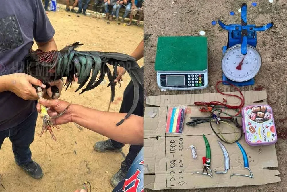 Pisau taji digunakan dalam kegiatan perjudian laga ayam.