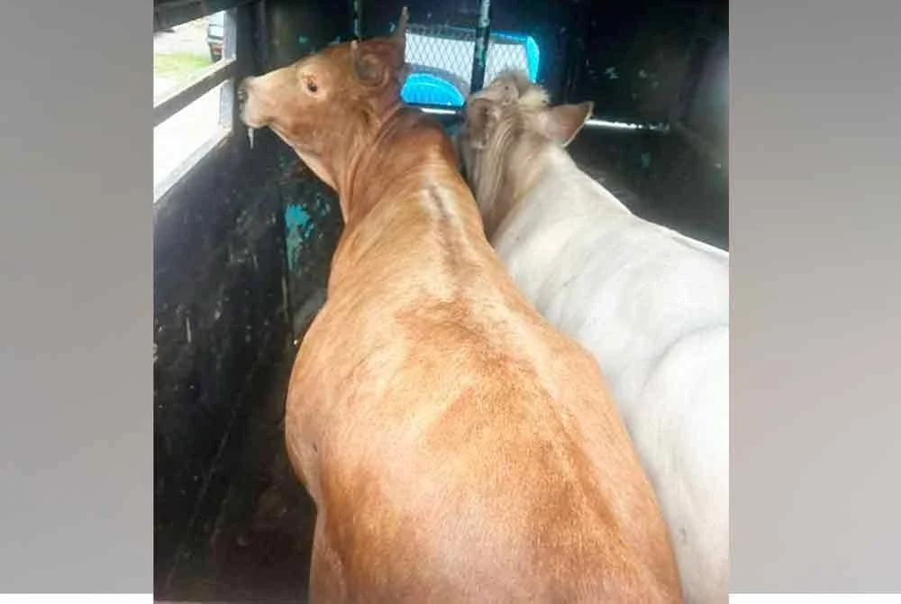 PGA menumpaskan kegiatan penyeludupan lembu sado yang dipercayai dibawa masuk dari negara jiran di Jalan Kebakat, Tumpat pada Ahad. FOTO:PGA