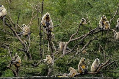 Kejadian bayi dilarikan monyet sudah menjadi perkara biasa di India. Foto Agensi
