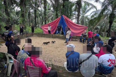 Seramai 43 individu ditahan dalam serbuan berkaitan perjudian sabung ayam di sekitar Johor Bahru dan Kota Tinggi.