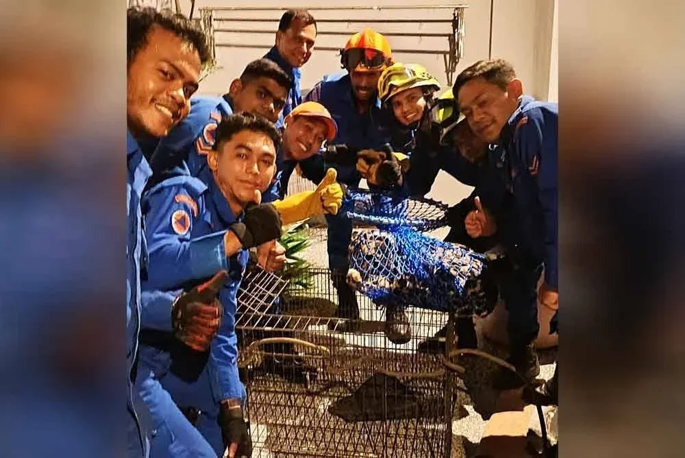Pasukan berjaya menangkap dan menyelamatkan haiwan itu sebelum diserahkan kepada pihak berkuasa untuk tindakan lanjut