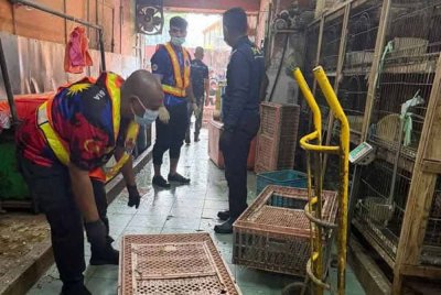 Sebuah premis di Pusat Bandar Utara, Selayang diarahkan tutup serta-merta selepas didapati menyimpan ayam dan itik dalam keadaan kotor