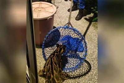 Pasukan berjaya menangkap dan menyelamatkan haiwan itu sebelum diserahkan kepada pihak berkuasa untuk tindakan lanjut