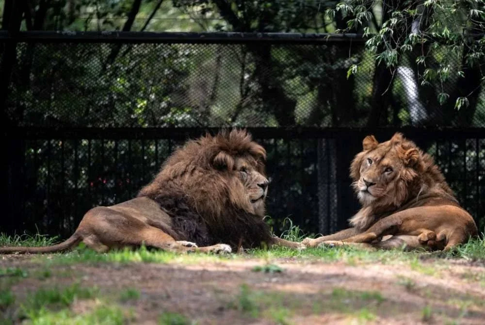 Seorang penjaga zoo di Safari World Bangkok maut selepas diserang beberapa ekor singa. Foto AFP