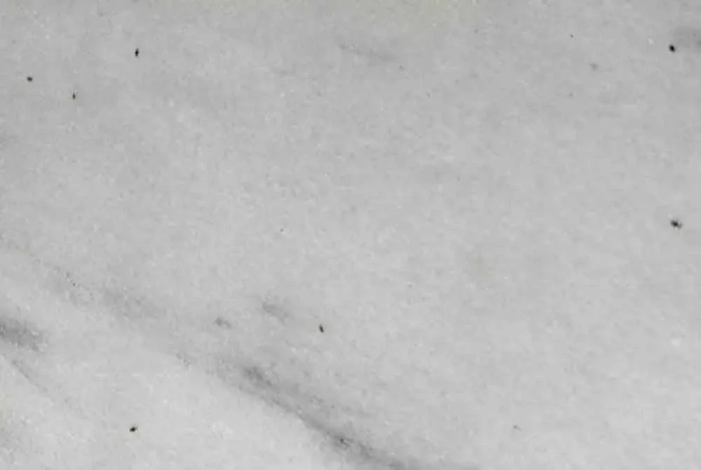 Pepijat membuatkan mereka sakit-sakit. Foto: Agensi