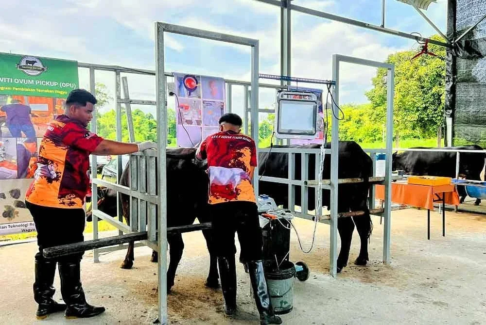 Proses pembiakan lembu wagyu sedang dilakukan pekerja Faizol Akman.