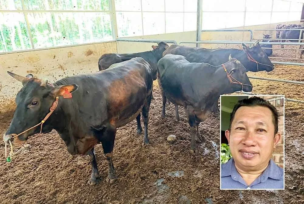 Lembu wagyu yang ditempatkan dalam kandang tertutup di ladang Kelfarm
di Seribong, Kota Bharu. Gambar kecil: Paizol Akman