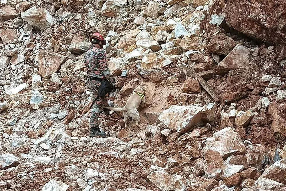 Anjing pengesan digunakan untuk mencari seorang mangsa yang dipercayai tertimbus di bawah runtuhan batu di sebuah kuari di Ulu Gali, Sungai Ruan pada Isnin. Foto JBPM Pahang.