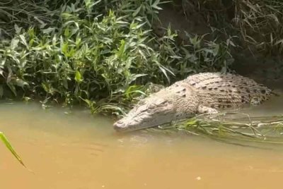 Kehadiran buaya berkenaan disedari kumpulan pemancing di lokasi berkenaan tengah hari Ahad.