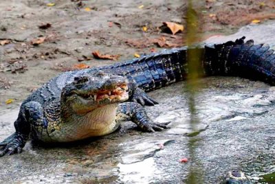 Seorang lelaki dikhuatiri hilang dipercayai dibaham buaya ketika menjala udang di sungai berhampiran Kampung Lubok Punggor, Kota Samarahan pada Isnin - Foto hiasan
