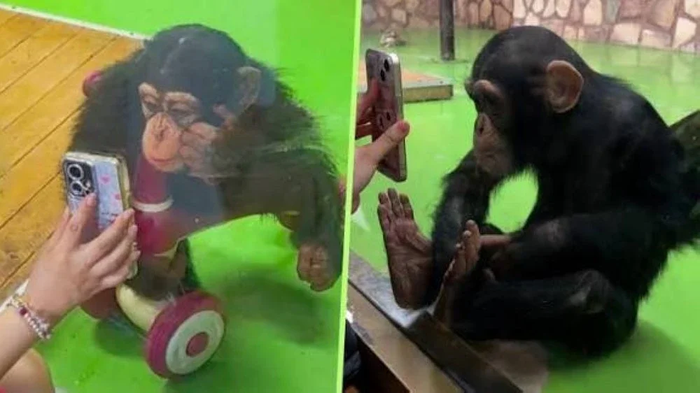 Ding Ding tekun menonton video pendek yang ditunjukkan salah seorang pengunjung zoo. Foto: Douyin.