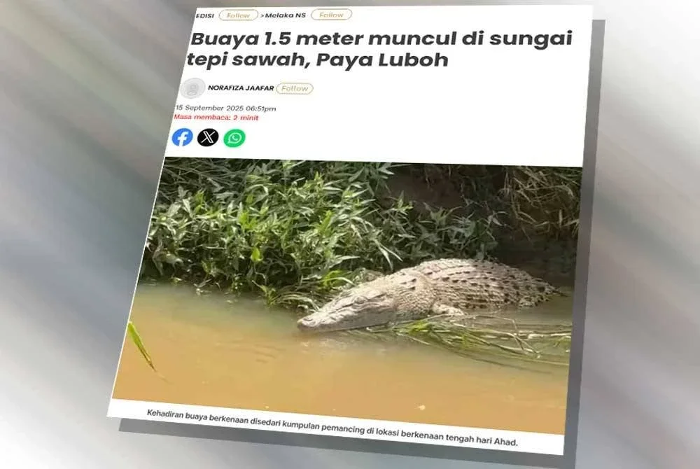 Laporan Sinar harian pada Isnin mengenai kelibat seekor buaya dianggarkan sepanjang 1.5 meter muncul di sungai tepi sawah, Paya Luboh, Tangga Batu.