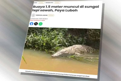 Laporan Sinar harian pada Isnin mengenai kelibat seekor buaya dianggarkan sepanjang 1.5 meter muncul di sungai tepi sawah, Paya Luboh, Tangga Batu.