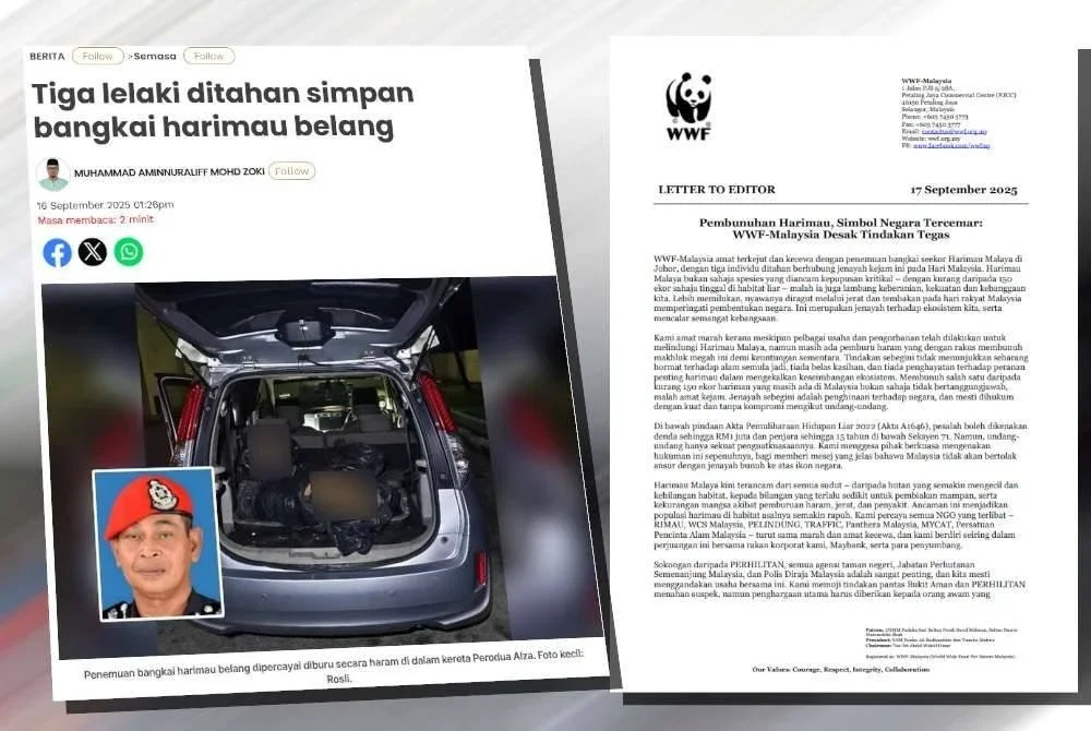 Laporan Sinar Harian pada Selasa mengenai tiga lelaki ditahan simpan bangkai harimau belang. (Kanan:Kenyataan media WWF-Malaysia pada Rabu.)