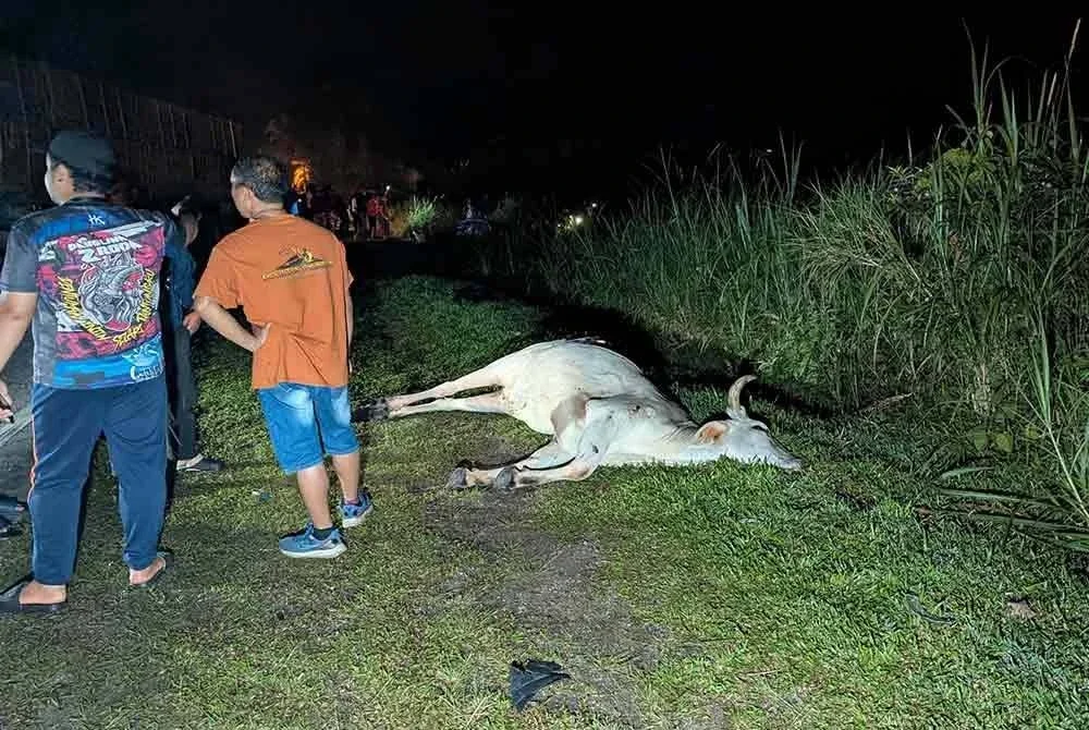 Kemalangan membabitkan enam kenderaan dipercayai berpunca daripada lembu melintas di Kilometer 4, Jalan Kulai-Kota Tinggi, awal pagi Khamis. - Foto IPD Kulai