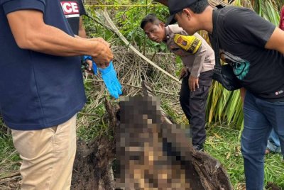 Keadaan rangka manusia yang ditemui dalam rekahan batang pokok tersebut. Foto Agensi