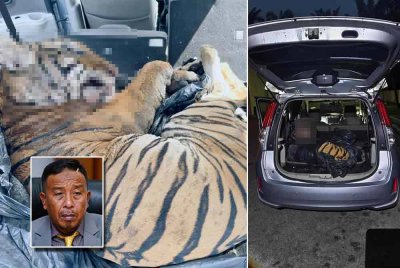 Seekor harimau belang yang ditemui mati dalam sebuah kenderaan di Mersing pada Selasa. Foto: FRU. Gambar kecil: Abdul Kadir