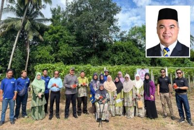 Komuniti OKU melalui Persatuan Pertubuhan Orang Kurang Upaya Negeri Perlis bersama FInDER – Food Security, Innovation, Development Research Centre UUM, Rock Herbs Ind Sdn. Bhd., dan Al-Jazari Centre of Excellence telah menanam lebih 1,000 pokok herba. (Gambar kecil: Rushdan Rusmi)