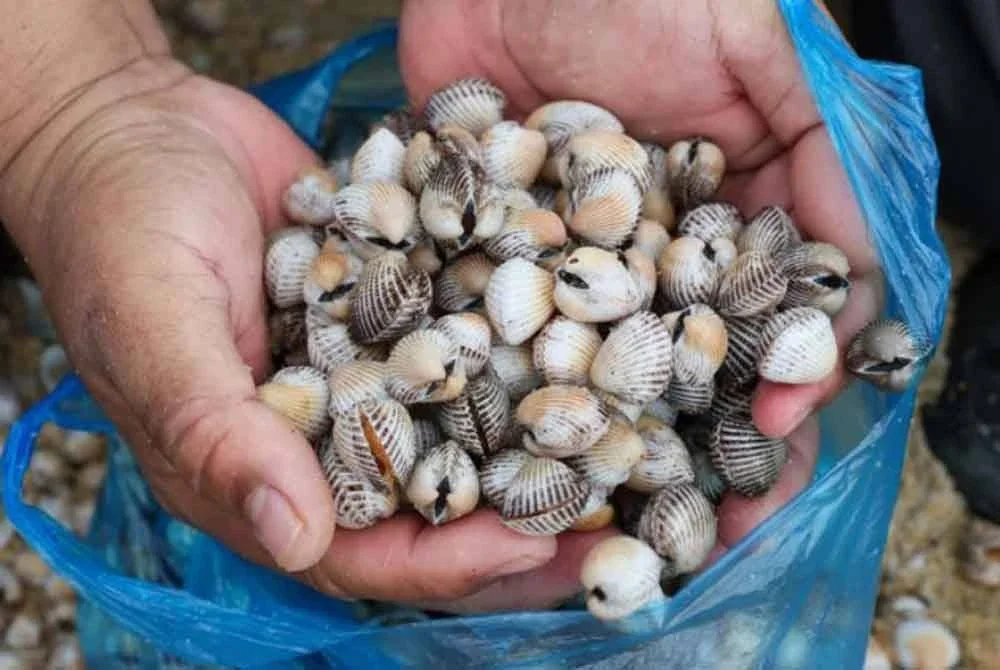 Larangan mengutip dan memakan kupang serta kerang-kerangan dari perairan Port Dickson masih kekal. Gambar hiasan