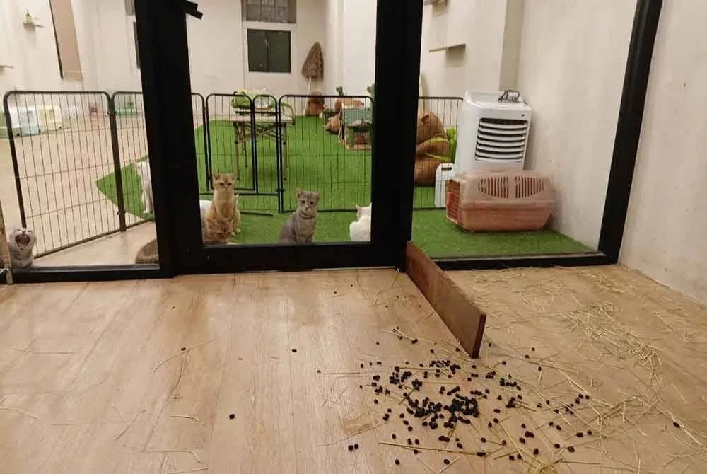 Beberapa ekor kucing ditempatkan dibahagian pintu kaca di tingkat satu restoran mi segera itu.