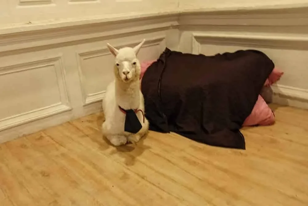 Alpaka jantan yang tular di media sosial selepas dipamerkan dibahagian depan restoran itu.