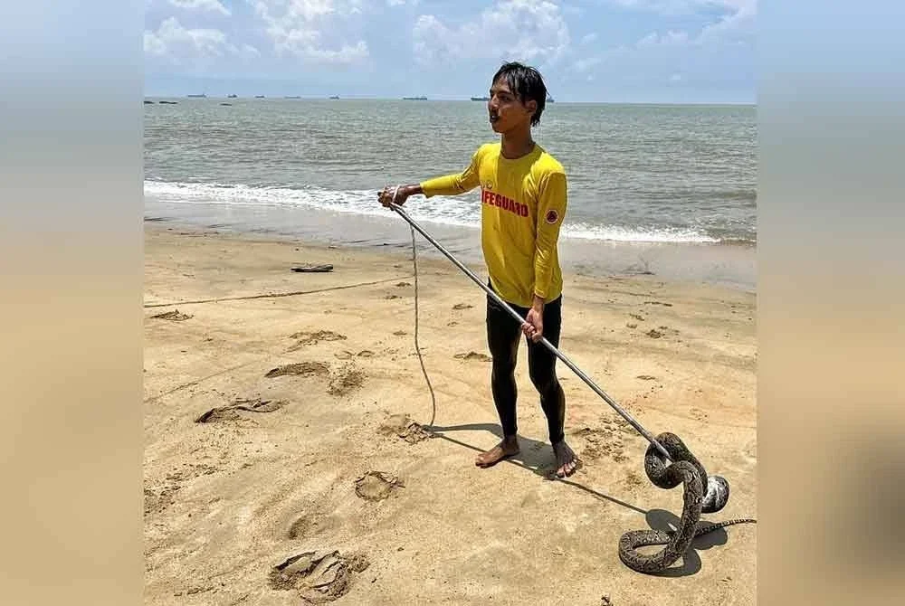 Anggota APM berjaya menangkap reptilia itu dalam tempog kira-kira 30 minit.
