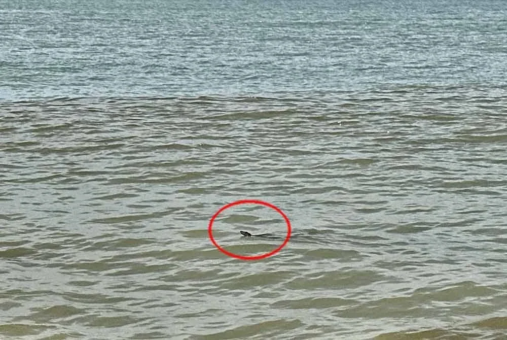 Ular sawa muncul di tengah pantai ketika pengunjung pantai Tanjung Bidara sedang mandi-manda.