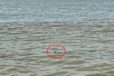 Ular sawa muncul di tengah pantai ketika pengunjung pantai Tanjung Bidara sedang mandi-manda.