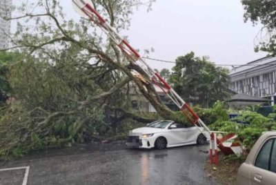 Gambar tular memaparkan keadaan pokok tumbang di sekitar ibu kota.