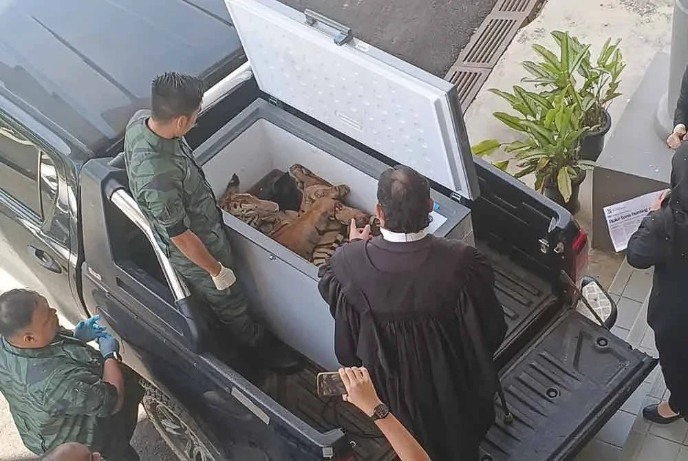 Hakim Mahkamah Sesyen Kota Tinggi, Hayda Faridzal Abu Hasan melihat eksibit seekor harimau belang betina ketika prosiding pertuduhan pada Selasa.