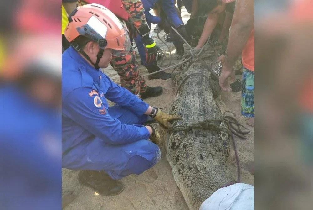 Buaya Tembaga sepanjang 3.66 meter berjaya ditangkap dalam operasi khas pada jam 6.15 petang Selasa.