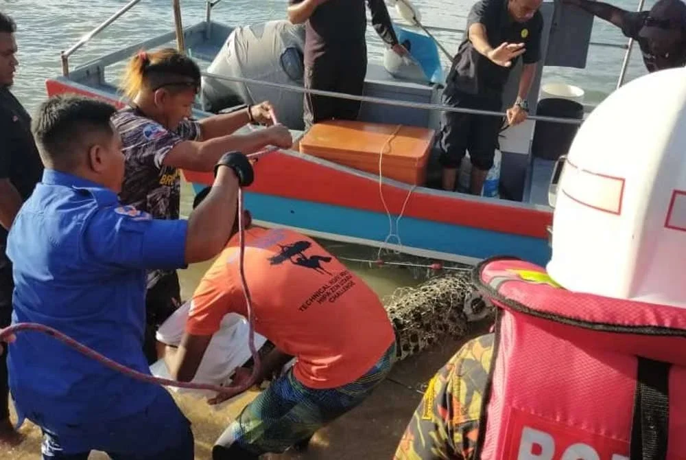 Percubaan kedua menggunakan pukat berjaya menangkap buaya berkenaan.
