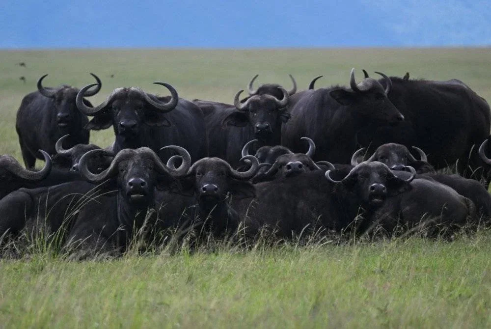 Punca kematian kerbau akibat dipijak semasa cuba melarikan diri daripada serangan singa di di sepanjang Sungai Chobe, Namibia. Foto AFP