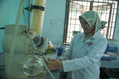 Penyelidik sedang menjalankan kajian mengenai ketum di CDR USM.