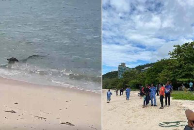 Seekor buaya sepanjang kira-kira satu meter muncul di pantai Teluk Bahang oleh orang awam pada petang Selasa.